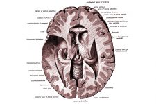 Drawings Of The Brain 15