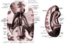 Drawings Of The Brain 16