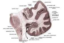 Drawings Of The Brain 17