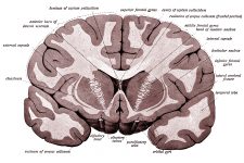 Drawings Of The Brain 19