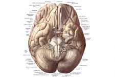 Drawings Of The Brain 2