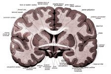 Drawings Of The Brain 20