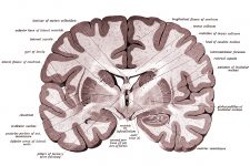 Drawings Of The Brain 21