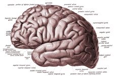 Drawings Of The Brain 3