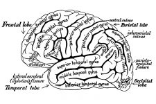 Drawings Of The Brain 4