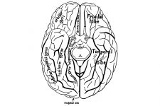 Drawings Of The Brain 8