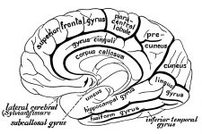 Drawings Of The Brain 9