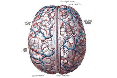 Drawings Of The Brain 1