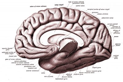 Drawings Of The Brain 10