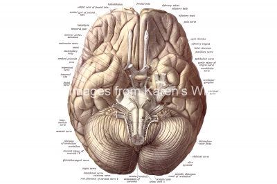 Drawings Of The Brain 2