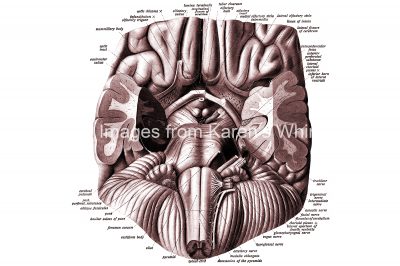 Drawings Of The Brain 23