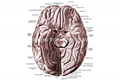 Drawings Of The Brain 7