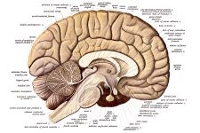 Diagrams Of The Human Brain 1