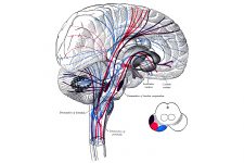 Diagrams Of The Human Brain 2