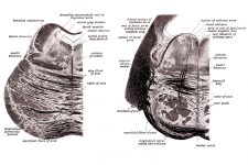 Diagrams Of The Human Brain 20