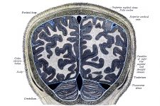 Diagrams Of The Human Brain 21