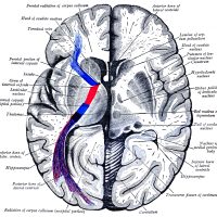 Diagrams of the Human Brain