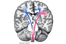 Diagrams Of The Human Brain 4