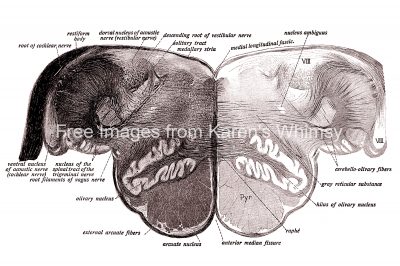 Diagrams Of The Human Brain 15