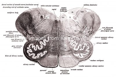 Diagrams Of The Human Brain 16