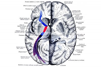Diagrams Of The Human Brain 3