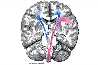Diagrams Of The Human Brain 4