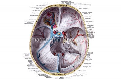 Diagrams Of The Human Brain 5