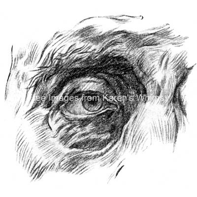 Drawings Of The Eye 10