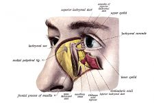 Anatomy Of The Eyelid 10