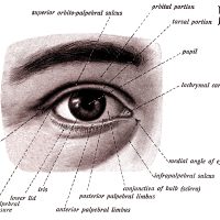Anatomy of the Eyelid