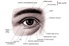 Anatomy Of The Eyelid 2