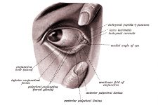 Anatomy Of The Eyelid 3