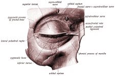 Anatomy Of The Eyelid 5