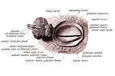 Anatomy Of The Eyelid 6