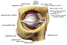 Anatomy Of The Eyelid 8
