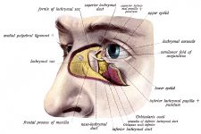 Anatomy Of The Eyelid 9