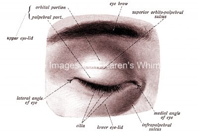 Anatomy Of The Eyelid 1