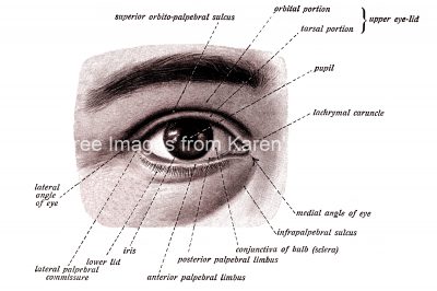 Anatomy Of The Eyelid 2