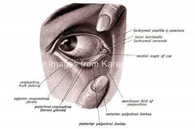 Anatomy Of The Eyelid 3
