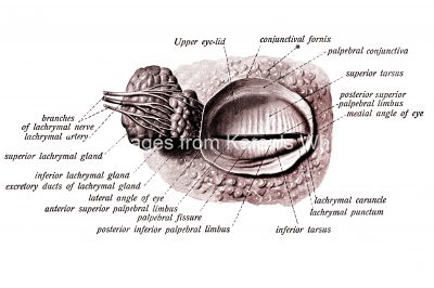 Anatomy Of The Eyelid 6