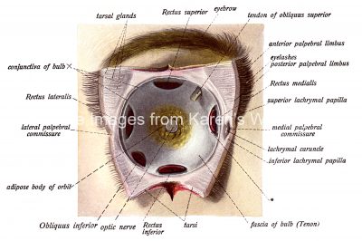 Anatomy Of The Eyelid 7