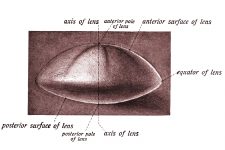 Anatomy Of The Eyeball 11