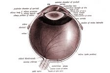 Anatomy Of The Eyeball 2