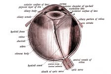 Anatomy Of The Eyeball 3