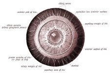 Anatomy Of The Eyeball 5