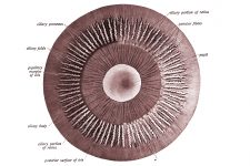 Anatomy Of The Eyeball 9