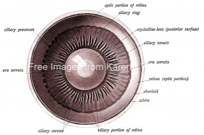 Anatomy Of The Eyeball 6