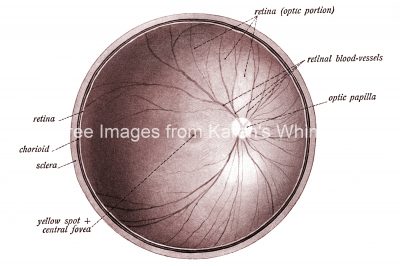 Anatomy Of The Eyeball 7