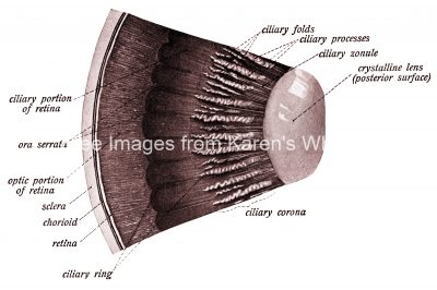 Anatomy Of The Eyeball 8