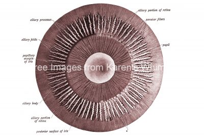 Anatomy Of The Eyeball 9